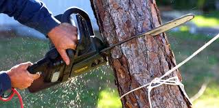 How Our Tree Care Process Works  in Mount Plymouth, FL